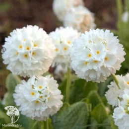 Примула белая зубчатая