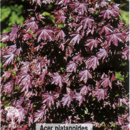 Клён остролистный Роял Ред