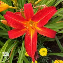 Лилейник гибридный Отум Ред