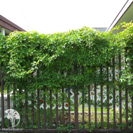 Акебия Пятилисточковая