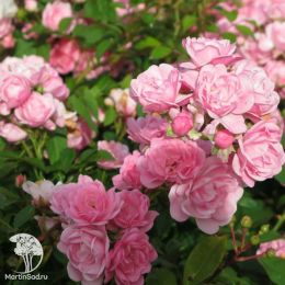 Роза полиантовая Зе Фейри