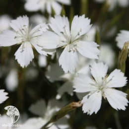 Гвоздика травянка Альбус