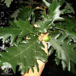 Дуб итальянский