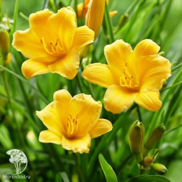 Лилейник Стелла Де Оро