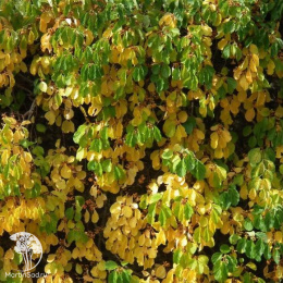 Древогубец круглолистный мужской