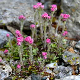 Антеннария двудомная Брайт Роуз