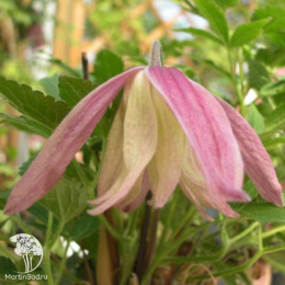 Клематис Жэнни