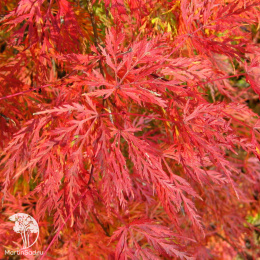 Клён веерный Эмеральд Лэйс