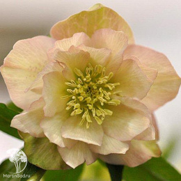 Морозник махровый в ассортименте