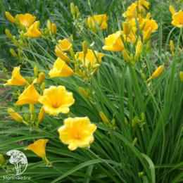 Лилейник Стелла Де Оро