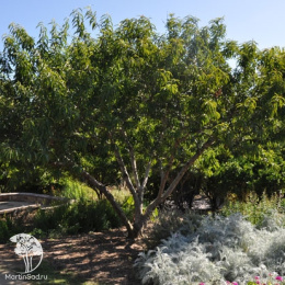 Персик обыкновенный Инка