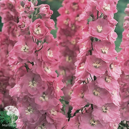 Delphinium Pacific Giant  Astolat Дельфиниум Пацифик Джиант Астолат