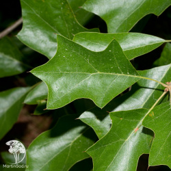 Дуб падубалистный