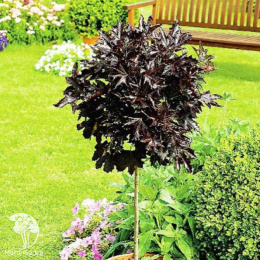 Клён остролистный Кримсон Сентри на штамбе