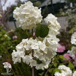 Калина складчатая Попкорн