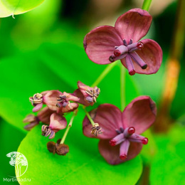 Акебия Пятилисточковая