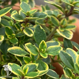 Набор для мяса тимьян Голден Лемон + шалфей Карадонна Компакт