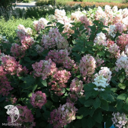 Гортензия метельчатая Пастель Грин