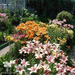 Лилейник Джин