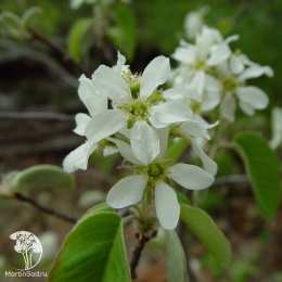 Ирга колосистая