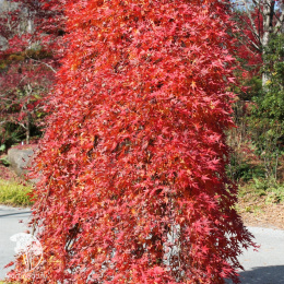 Клён пальмолистный Руисен на штамбе