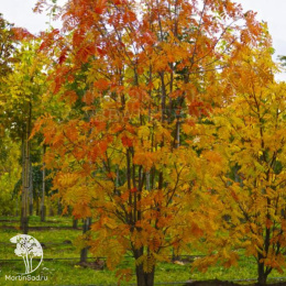 Рябина обыкновенная