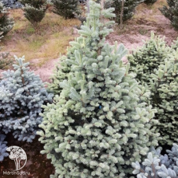 Пихта одноцветная Компакта