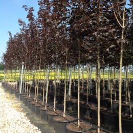 Клён остролистный Роял Ред на штамбе