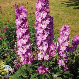 Delphinium Pacific Giant  Astolat Дельфиниум Пацифик Джиант Астолат
