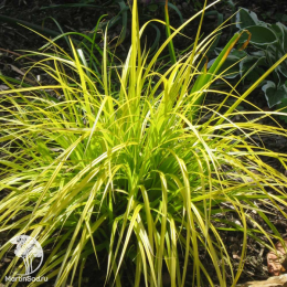 Осока Эверилло