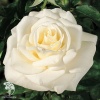 Роза чайно-гибридная Ла Перла фото 1 