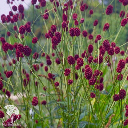 Кровохлёбка лекарственная Tанна
