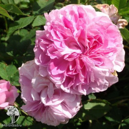 Роза дамасская Блюш Дамаск