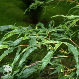 Клён остролистный Палдиски на штамбе