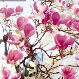 Магнолия суланжа