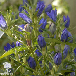 Горечавка гибридная Тру Блю