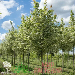 Клён остролистный Друммондии на штамбе