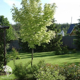 Клён остролистный Друммондии на штамбе