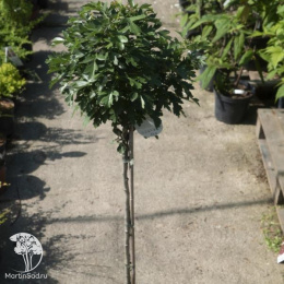 Боярышник однопестичный Компакта на штамбе