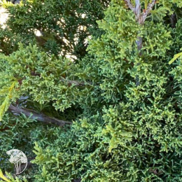 Можжевельник китайский Шимпаку