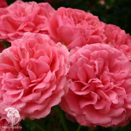 Роза плетистая Розариум Ютерсен