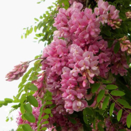 Робиния лжеакация Розовый каскад на штамбе