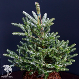 Пихта корейская Сильвер Стар