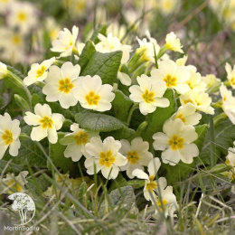 Примула обыкновенная Еллоу