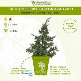 Можжевельник китайский Айова