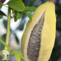 Акебия Пятилисточковая Альба