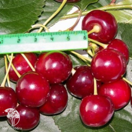 Вишня Харитоновская