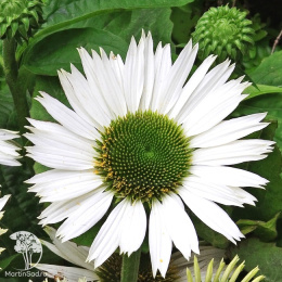 Эхинацея пурпурная Виргин