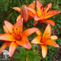 Лилия Оклахома Сити