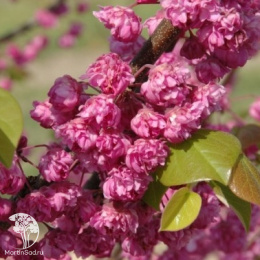 Церцис канадский Пинк Пом Помс